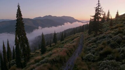 Poster - majestic mountain landscape with mist and pine forest at sunrise, tranquil nature and exploration concept