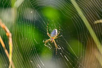 spider on web