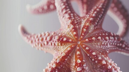 Wall Mural - Close-up of a vibrant starfish showcasing intricate textures and colors against a soft, blurred background