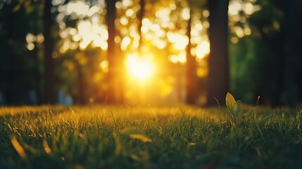 Aufkleber - Golden Sunlight Streaming Through Trees Over Glowing Green Grass in a Peaceful Park : Generative AI