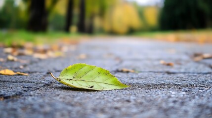 Leinwandbilder - Bright green leaf resting on wet pavement in a tranquil park setting during autumn : Generative AI