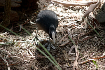 Wall Mural - The Eurasian coot  is walking through the undergrowth