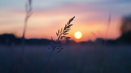 Aufkleber - Lonely grass blade silhouetted against a stunning sunset showcasing the beauty of nature and tranquility : Generative AI