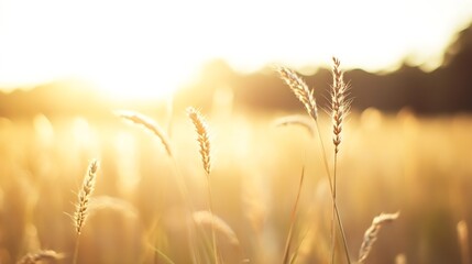 Poster - Golden wheat field illuminated by soft sunlight creating a serene atmosphere of a rural landscape : Generative AI
