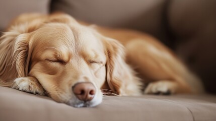 Poster - A serene golden retriever peacefully sleeping on the couch showcasing a cozy and relaxed atmosphere at home : Generative AI