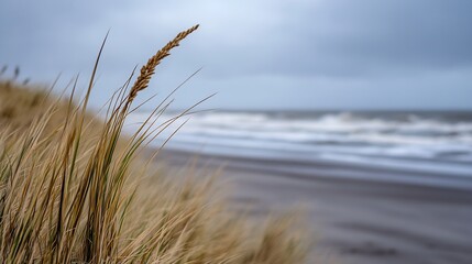 Aufkleber - Golden grasses swaying gently in the breeze against the backdrop of a moody beach and ocean waves : Generative AI
