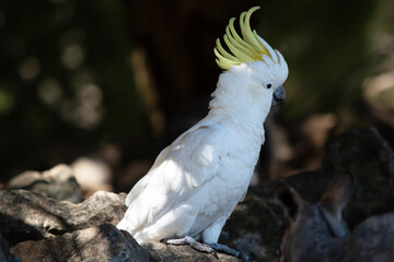 Wall Mural - the sulphur crested cockatoo has his crest up