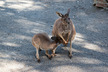 Wall Mural - the joey is trying to get milk from its mothers pouch