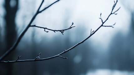 Poster - Delicate branches with raindrops set against a blurred background capturing a moody atmosphere in nature : Generative AI