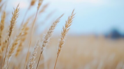 Aufkleber - Soft focus photograph of golden grass swaying gently in the warm breeze during sunset : Generative AI
