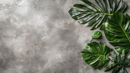 Wall Mural - Tropical leaves on gray background; nature, design, texture