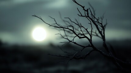 Poster - Barren tree branches reaching towards the ominous cloudy sky illuminated by a low sun : Generative AI