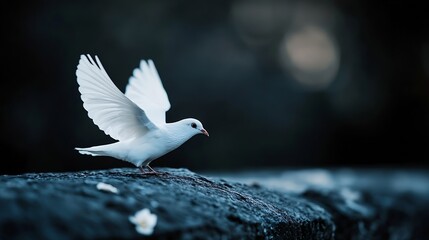 Aufkleber - Graceful White Dove Gliding on Rock Surface Against a Dark Background in Nature : Generative AI