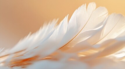 Poster - A closeup of a soft white feather with warm light creating a dreamy abstract background : Generative AI