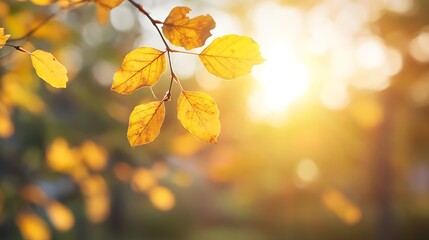 Aufkleber - Golden autumn leaves glimmering in soft sunlight amidst a blurred natural background : Generative AI