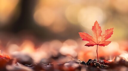 Poster - Vibrant red maple leaf standing proudly amidst a bokeh background of autumn foliage : Generative AI
