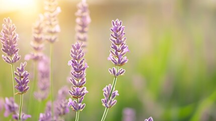 Leinwandbilder - Lavender Field in Sunlight with Beautiful Blooming Flowers Against a Blurry Background : Generative AI