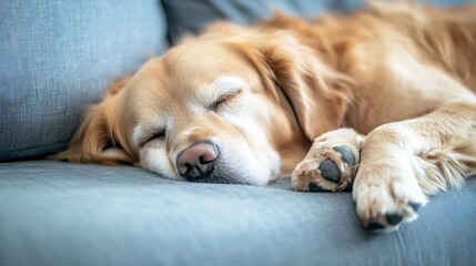 Aufkleber - Golden retriever dog peacefully sleeping on sofa with relaxed expression and cozy fur : Generative AI