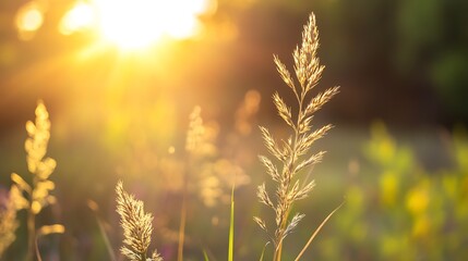 Aufkleber - Golden sunlight illuminating tall grass and wildflowers during the beautiful summer evening with a soft blur : Generative AI