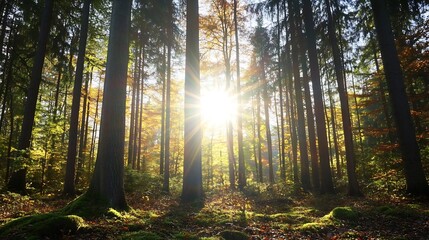 Poster - Golden sunlight streaming through tall trees in a picturesque forest creating a natural paradise : Generative AI