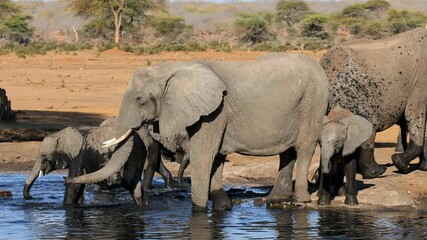 Wall Mural - herd of african elephants (loxodonta africana) drinking water at a natural waterhole, botswana