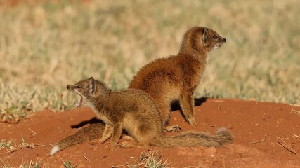 Wall Mural - two alert yellow mongooses (cynictus penicillata) at their den, south africa
