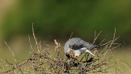 Wall Mural - a black-shouldered kite (elanus caeruleus) perched on a tree with rodent prey, south africa