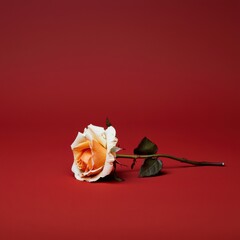Wall Mural - Close-up of a rose with glowing edges on a dark red canvas