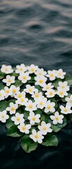 Wall Mural - Water lilies bloom on lake; calm water background