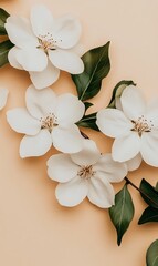 Wall Mural - White blossoms, pastel background, spring bloom, flatlay, website design