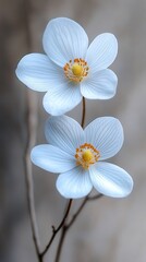 Wall Mural - White flowers, close-up, blurred background, nature, design