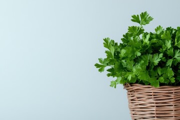Poster - Fresh green parsley leaves on a white background with bright lighting and natural texture