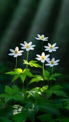 Poster - Woodland anemones sunlit forest