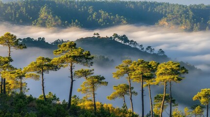 Poster - Fog sweeps through a forest of tall coniferous trees