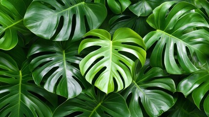 Poster - Vibrant green monstera leaves create a tropical and lush background