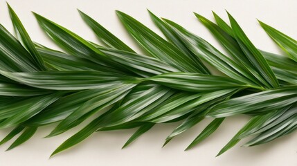 Poster - Lush green palm fronds are arranged on a bright surface