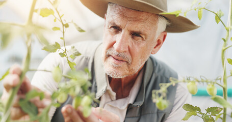 Wall Mural - Nature, inspection and checking for growth, man and harvest in greenhouse, farmer and serious. Sustainable business, production and mature person with plants, agriculture and quality assurance