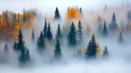 Poster - Forest shrouded in mist exhibits autumnal colors and evergreen trees