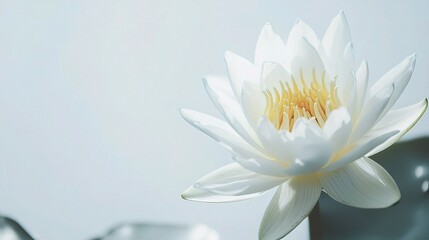 Wall Mural - Isolated White Water Lily Flower on Soft White Background