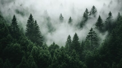 Aufkleber - Dense evergreen forest shrouded in atmospheric fog and mist