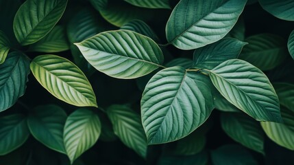 Poster - Close up of green leaves shows vibrant natural beauty