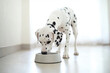 © StokHunt - Dalmatian dog happily eating from a bowl on the floor in a bright, cheerful room filled with natural light from the window