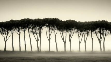 Aufkleber - a row of trees stands shrouded in early morning fog