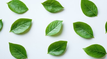 Poster - Fresh green leaves arranged on a plain white background