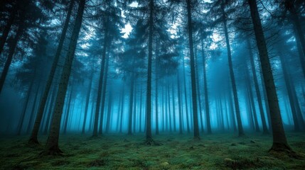 Aufkleber - Foggy forest landscape featuring tall trees and green ground
