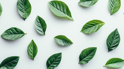 Poster - Green leaves create an organic pattern against a white background
