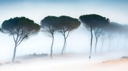 Aufkleber - Row of tall trees shrouded in dense early morning fog