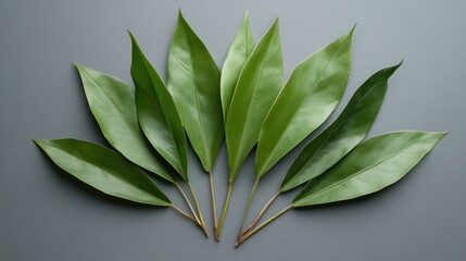Poster - Green leaves are arranged in a semi circular pattern