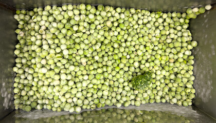 Wall Mural - A large pile of green peas is in a container