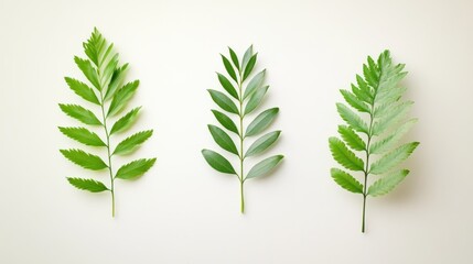 Poster - Three different types of green leaves displayed on a background